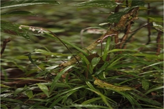 Ophiopogon intermedius